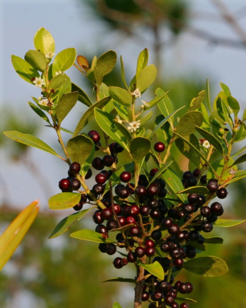 inkberry4